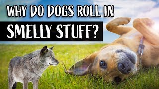Why Do Dogs Roll in Smelly Stuff? | Dogs Rolling in Poop & Dead Animals
