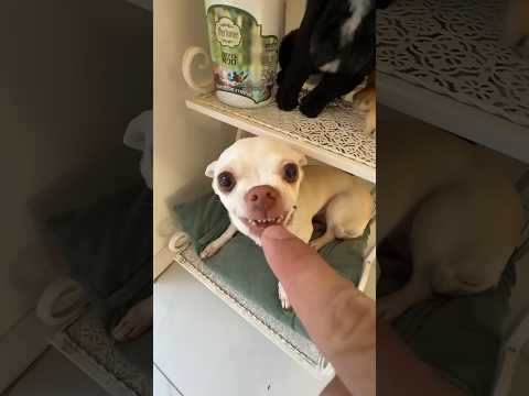 Niki is the most celebrity chihuahua in the world👌🤲🖐️