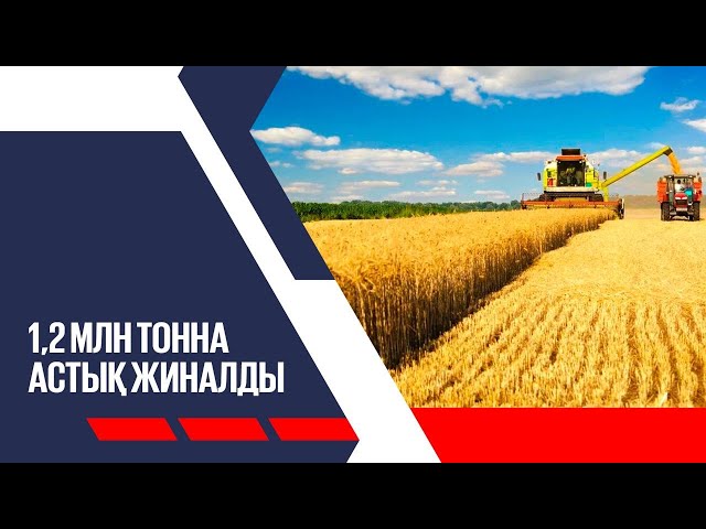 Терім науқаны: 1,2 млн тонна астық жиналып қойды
