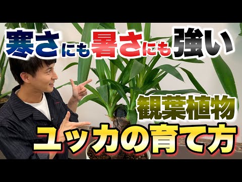 一般的なユダの木 植物