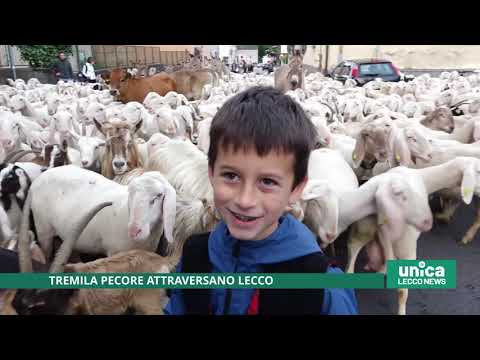 Three thousand sheep cross Lecco