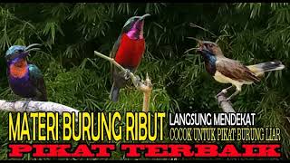 Download lagu Audio Pikat Kolibri Ribut Sogon 100 % Ampuhhhhhhhh mp3