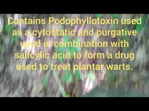 Identifying and digging Mayapple root.