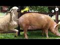The Strangest Mating In Farm History Sheep Pig A Terrifying Result