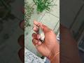 MollyFish Jumped Out Of Hand Shorts Short Ytshorts Fish Video Aquarium Viral Mollyfish Terrace Jump
