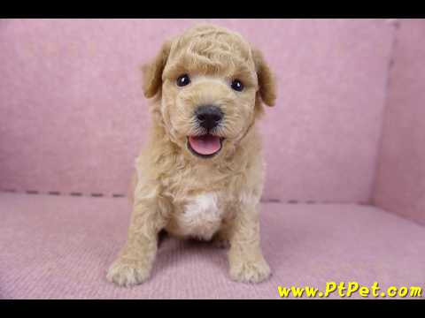 01/20泰迪比熊公幼犬