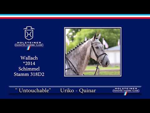 Holsteiner Elite-Reitpferdeauktion 2019 | Nr. 146 - Untouchable v. Uriko-Quinar