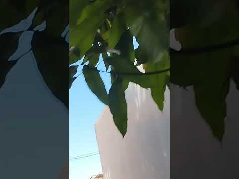 Ruas de Fervedouro Minas gerais. #thalialopes #minasgerais #fervedouro #fervedouromg