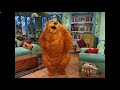 Bear Dancing To Camp WannaRunnaRound