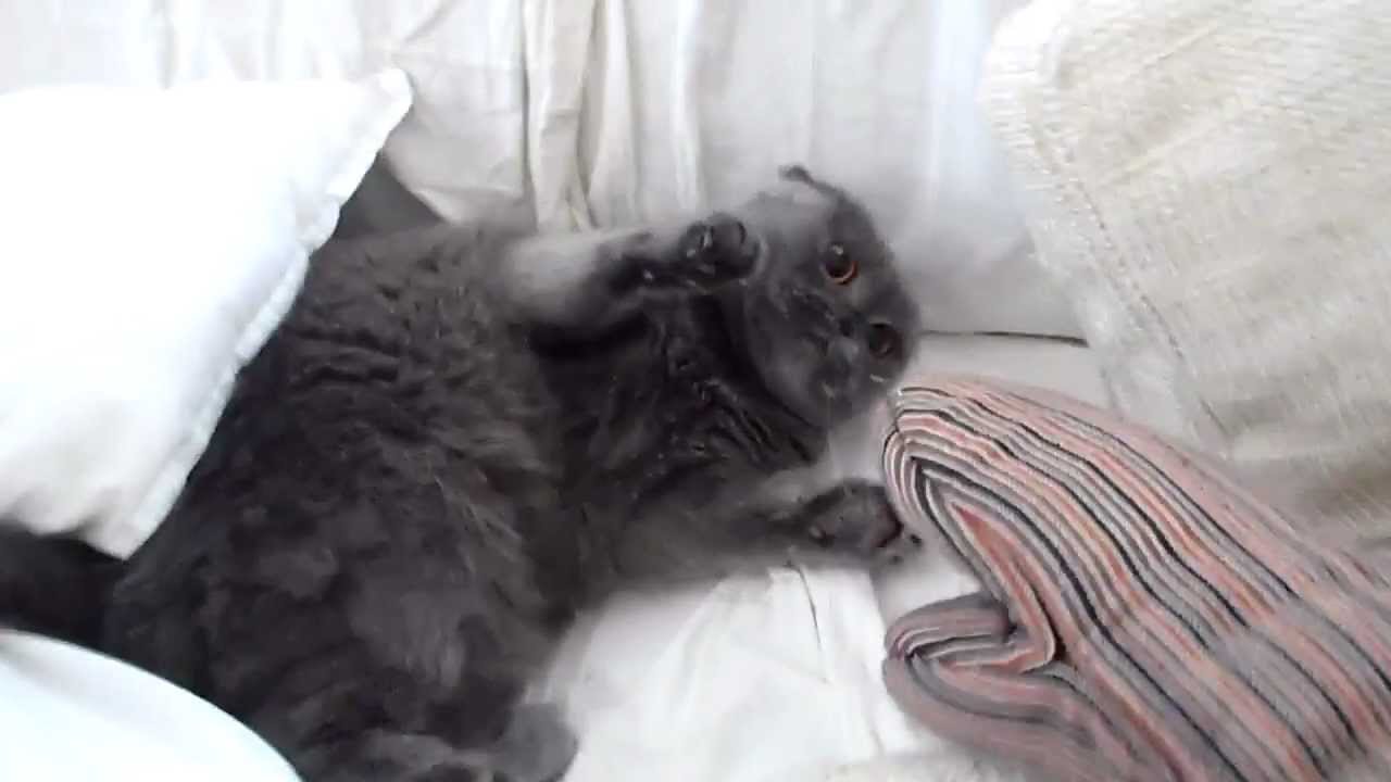 VERY angry cat!! FUNNY!