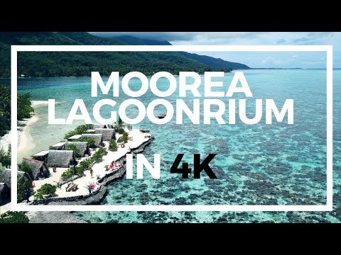 download lagu mp3 mp4 French Polynesia Snorkeling, download lagu French Polynesia Snorkeling gratis, unduh video klip French Polynesia Snorkeling