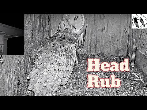 Female Barn Owl Returns To Mate And Gets A Head Rub From The Male