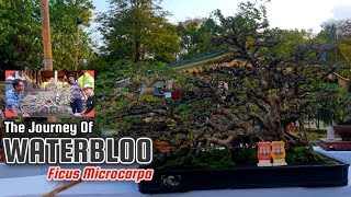 Download lagu Ficus Microcarpa Bonsai Waterbloo #bonsai #bonsaitree #plants #ficusplant #ficusmicrocarpa mp3