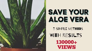 Revive Dying Aloe Vera || Save Aloe Vera Plant Without Any Fertiliser !!