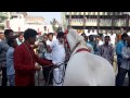 Dancing Horse