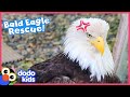 Hurt Eagle Needs A Whole Team Of Rescuers To Help Her Get Flying Again Dodo Kids Rescued