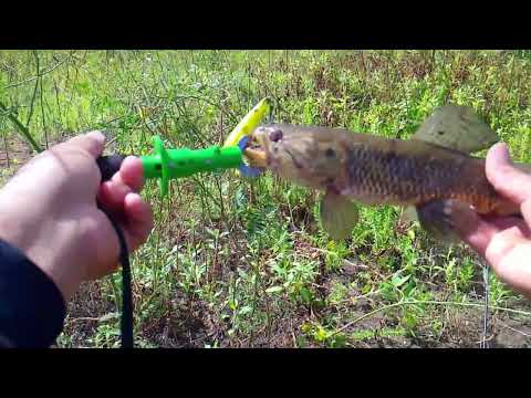 Pesca no Congo PB pesca muito top com a isca Aruana da Lamazon #pesca # comiscaartificial