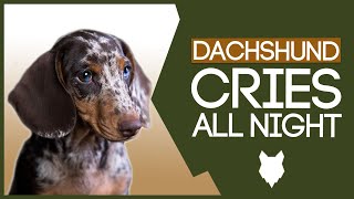 DACHSHUND TRAINING! How To Stop Your Dachshund Puppy Crying All Night!
