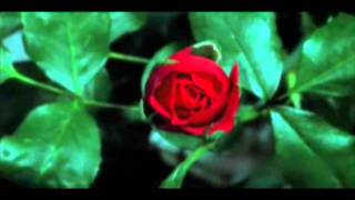 jovanotti le tasche piene di sassi