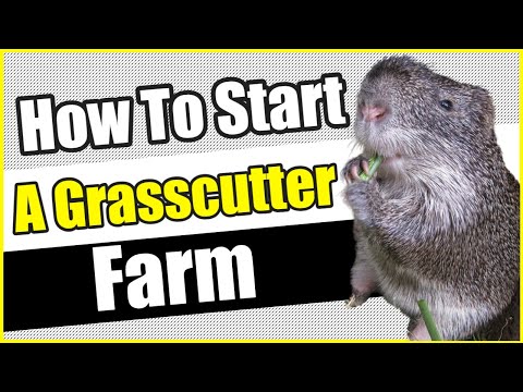 , title : 'How To Start a Grasscutter Farm | How To Start a Grasscutter Farm in Nigeria'