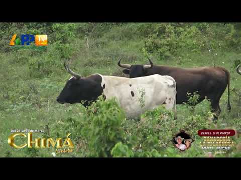 Ganadería La Milagrosa para la apertura de Chimá 2026.
