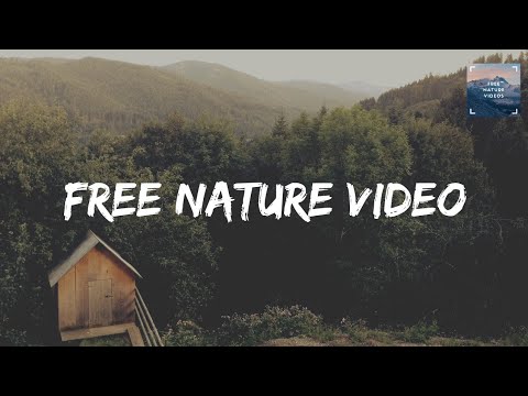 Forest path 2022 | Trail Magic 2022 | For YouTube 2022 | Free Nature Videos
