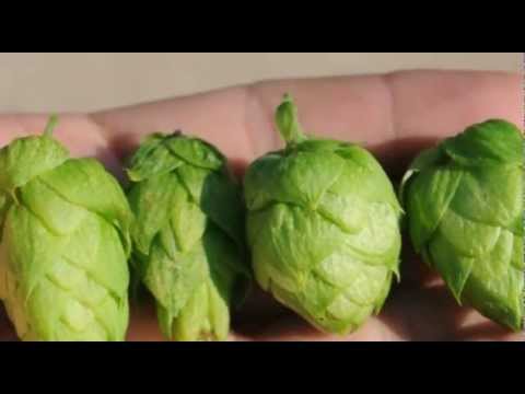 Hop Cones - YouTube