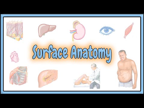3. Surface Anatomy || 2D Animation