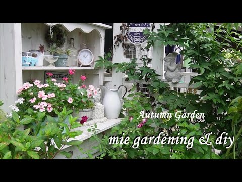 園芸 中国のリグラリア