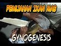 Inspiration Teknologi Pemijahan Ikan terbaru TEKNIK GYNOGENESIS, paling baru! Inspiration Teknologi Pemijahan Ikan terbaru TEKNIK GYNOGENESIS, paling baru!