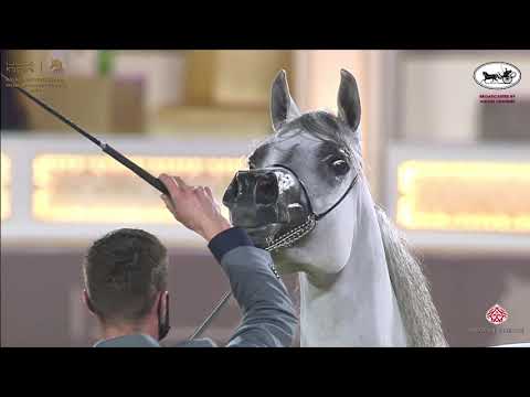 N 127 ARIA DINARA   Katara International Arabian Horse Festival   Mares 4 6 Years Old Class 7B