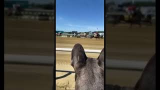 Dog Falls in Love with Ponies #shorts