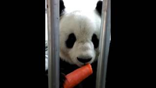 You may like to see a panda eating carrot.(っ◔◡◔)っ ❤
