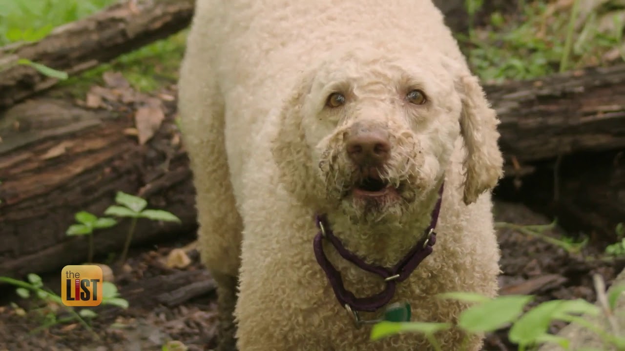 A Pet Detective's 3 Helpful Tips for Finding a Lost Dog