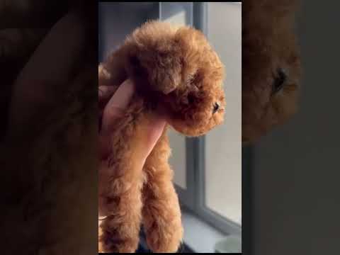 Toy Poodle puppy for sale