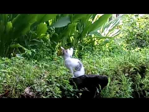 Kitten and it's Mom near our home