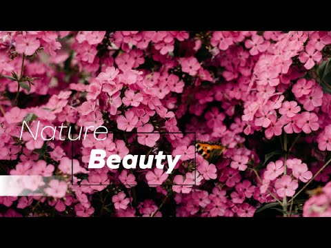 Beautiful Flowers With Quran Majeed Tilawat || Nature Beauty