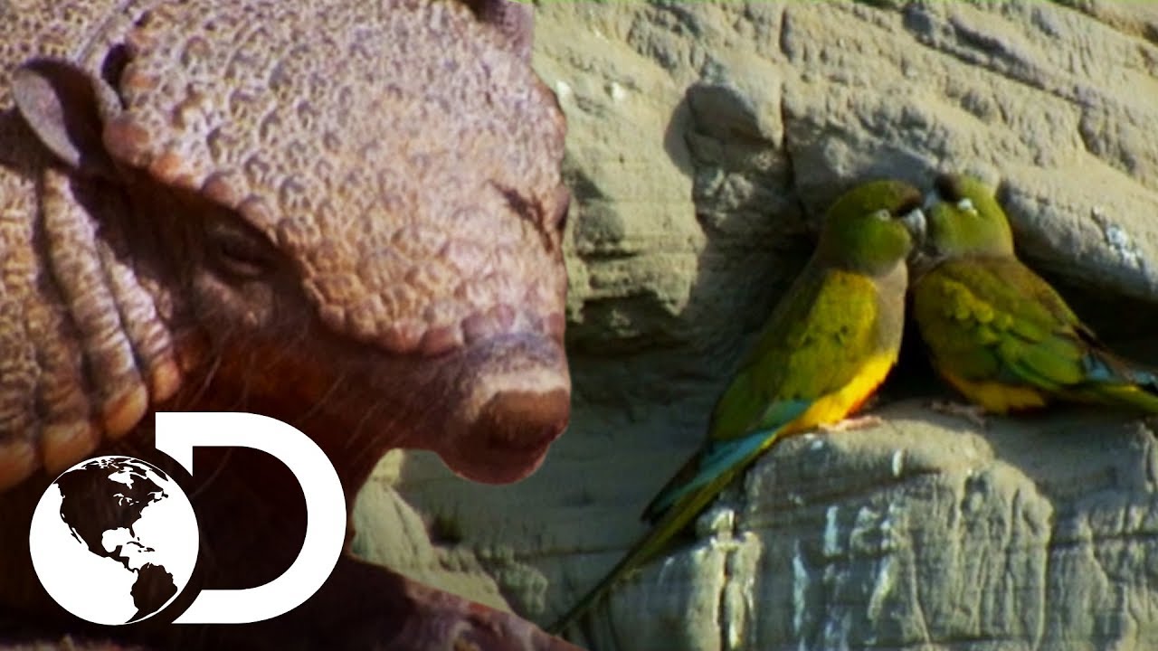 Pequenos animais da América Latina | América Latina Selvagem | Discovery Brasil