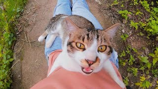 A cat bites me, hugs me, and falls asleep on me