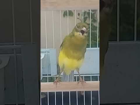 Canário Belga Campainha cantando com muito Vigor