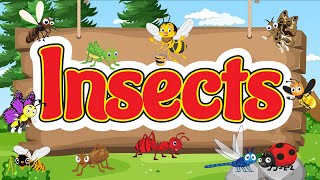 Common Insect Names for Kids | Bugs for Kids | Introduction to Insects