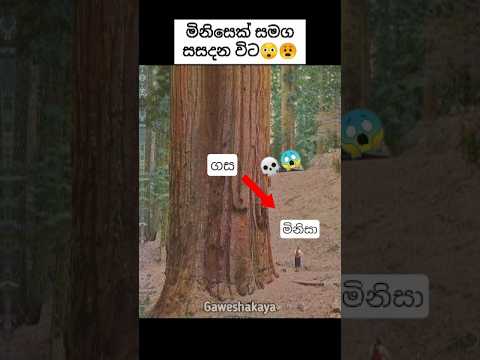 ඔයා හිතනවට වඩා විශාල දේවල්😳😬||#facts #sinhalafacts #amazingfacts