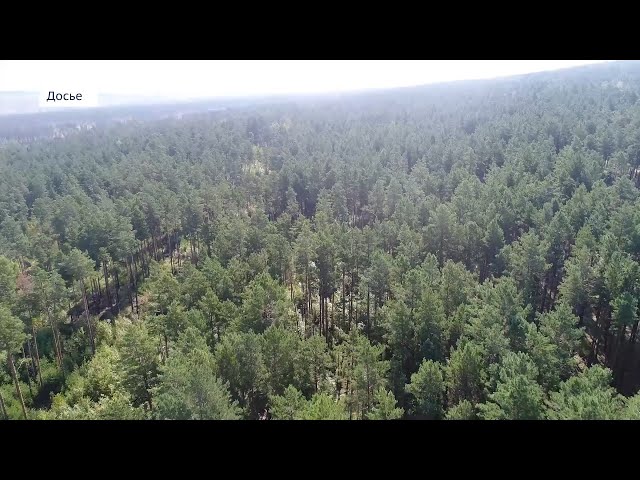 В Иркутске задержан местный предприниматель за незаконный вывоз леса за рубеж