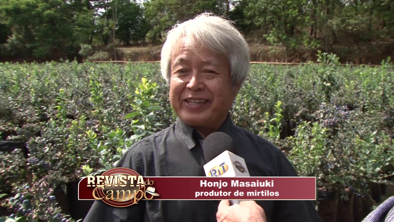 PRIMEIRA PLANTAÇÃO DE MIRTILO (BLUEBERRY) EM GOIÁS