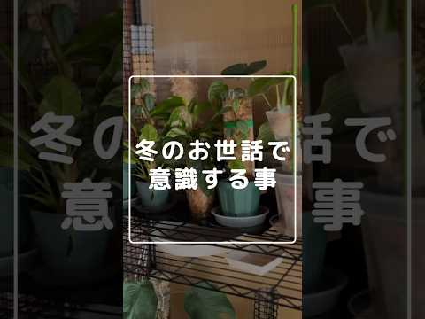 植物を暖めるのに適した冬のベールは何ですか?リーダーに従う ！  庭園
