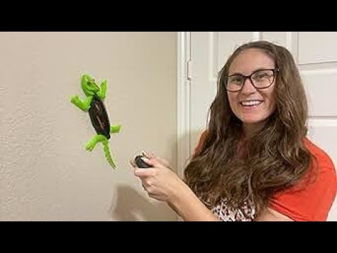 What I noticed about this wall climbing chameleon