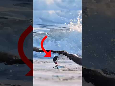 5 Burung dengan Teknik Menangkap Ikan Paling Cerdas di Dunia! 🤯