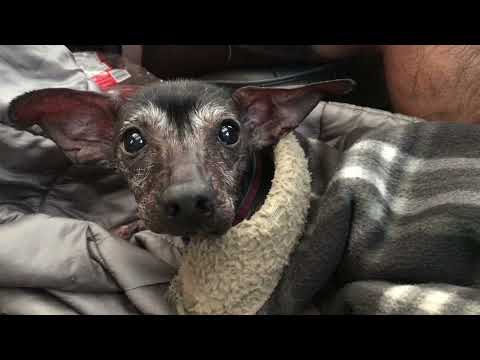 xochimilca (xóchitl)