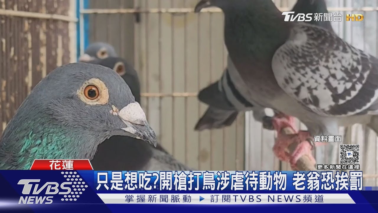 持空氣槍射民宅鴿子 76歲翁:想抓來吃