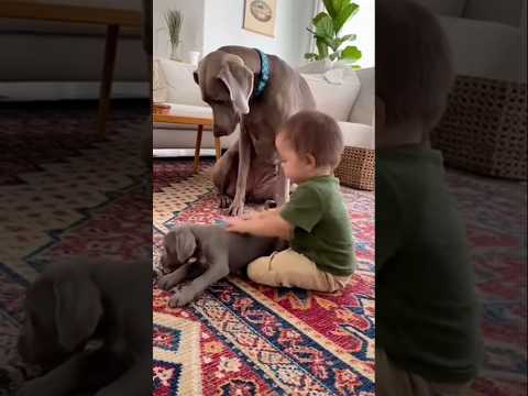 Don't Touch My Baby🤬 #dog #shorts